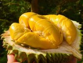 Cách thức lựa chọn sầu riêng Musang King chất lượng