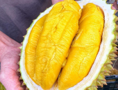 Đâu là cách để phân biệt sầu riêng Musang King Malaysia với nhiều loại sầu riêng khác