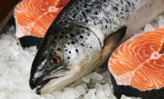 Cách nuôi cá hồi Na Uy nhập khẩu ngoài tự nhiên