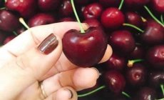 [HOT] – Lô Cherry Mỹ trái cực to vừa cập bến Green House