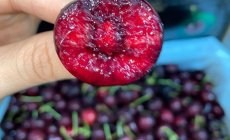 9 công dụng tuyệt vời mà quả Cherry mang lại cho sức khỏe
