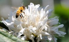 Những điều thú vị về mật ong hoa cà phê có thể bạn muốn biết