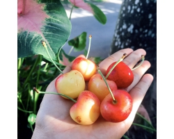 Cherry vàng Newzealand