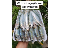 Cá trích nguyên con