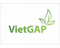 Thế nào là trái cây chuẩn VietGap 