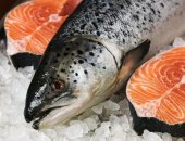 Cách nuôi cá hồi Na Uy nhập khẩu ngoài tự nhiên
