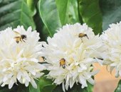 Những thú vị về Mật ong hoa cà phê 