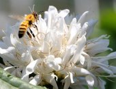 Những điều thú vị về mật ong hoa cà phê có thể bạn muốn biết