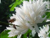 Những công dụng thần thánh của mật ong hoa cà phê
